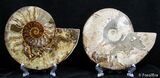 Inch Split Ammonite Pair #2611-2